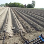 druppelirrigatie bij miniknollen